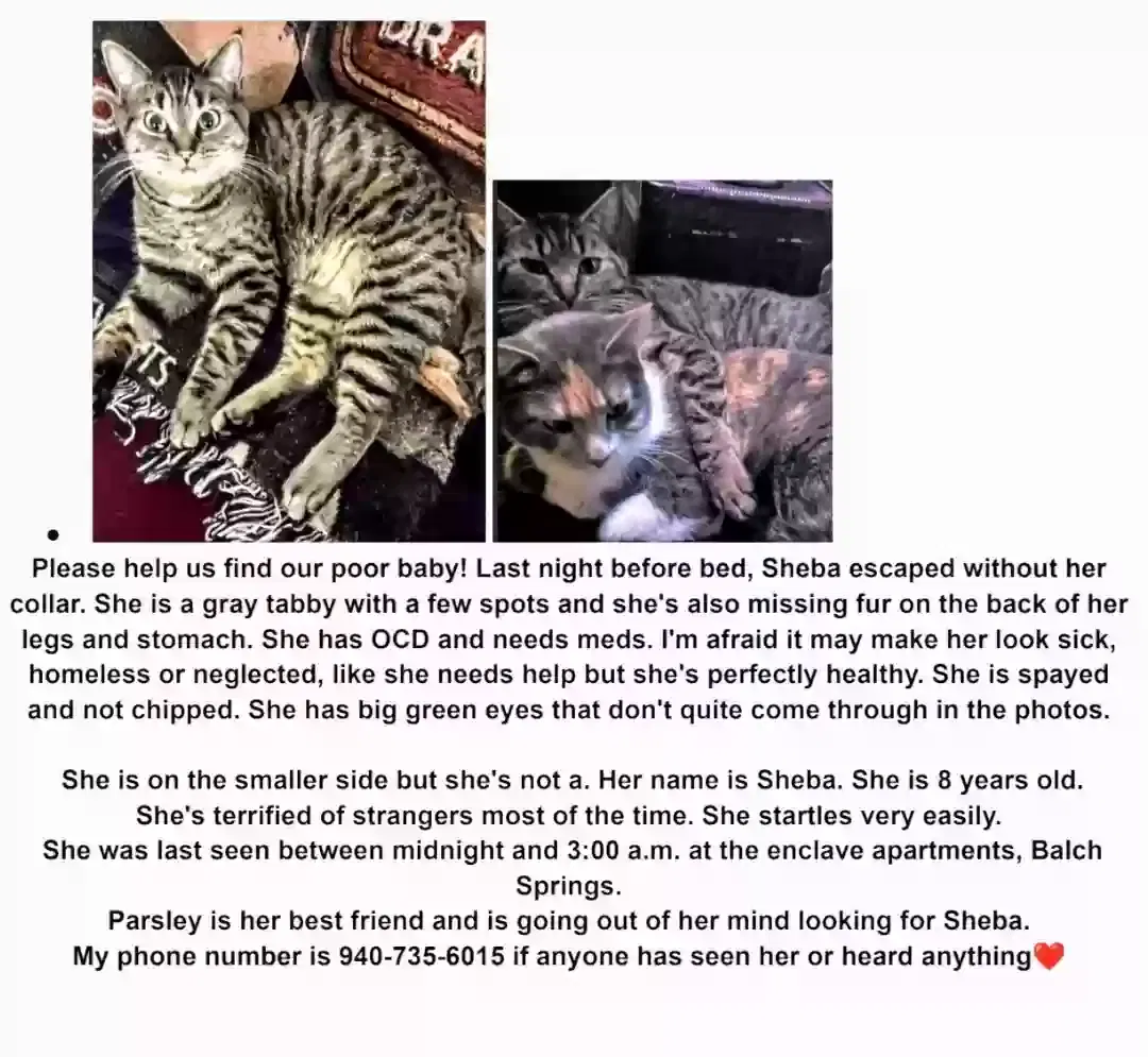 Lost cat in Balch Springs, TX, 75180