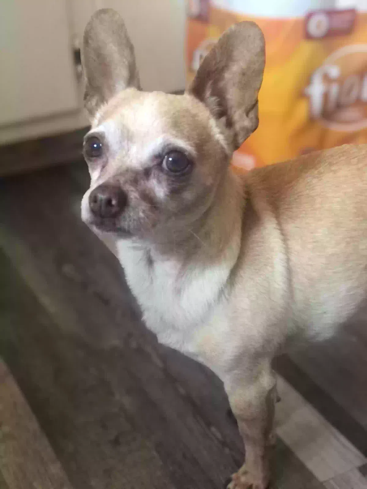Lost dog in Fort Worth, TX, 76110