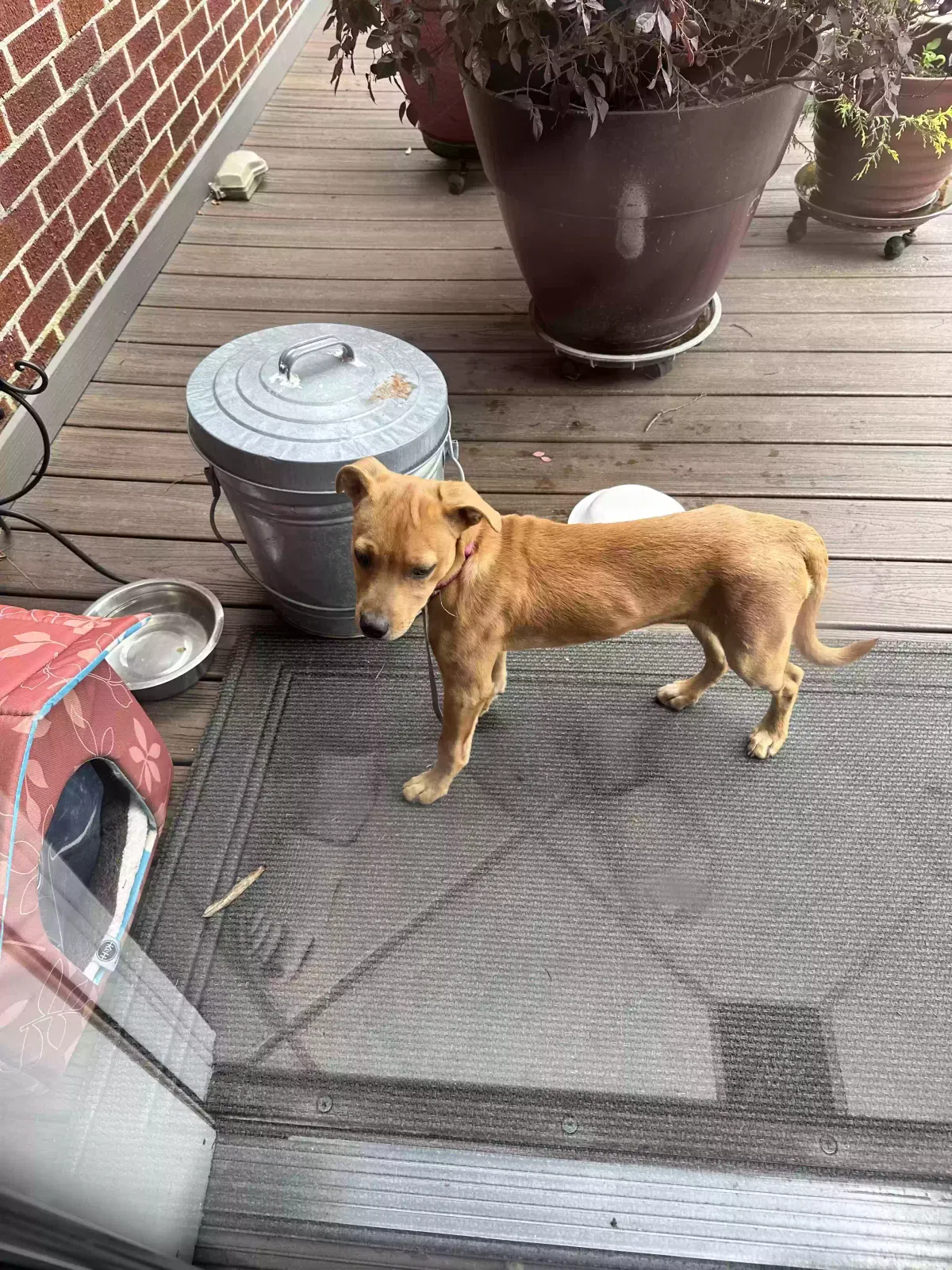 Found dog in Eagle Springs, NC, 27242