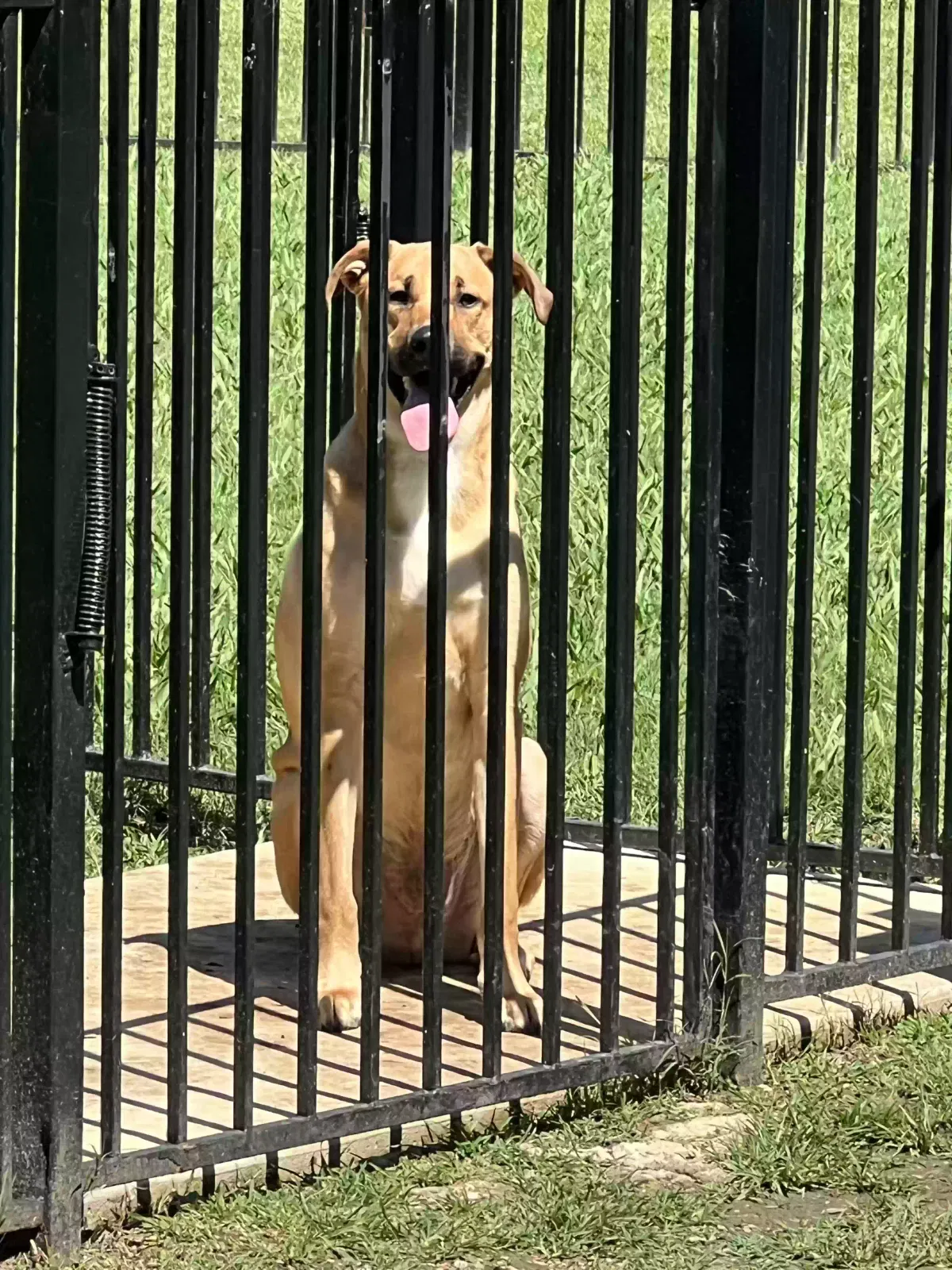 Found dog in Arlington, TX, 76006