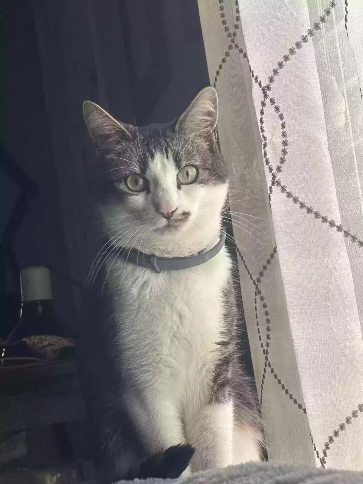 Lost cat in Fairfield, CA, 94533