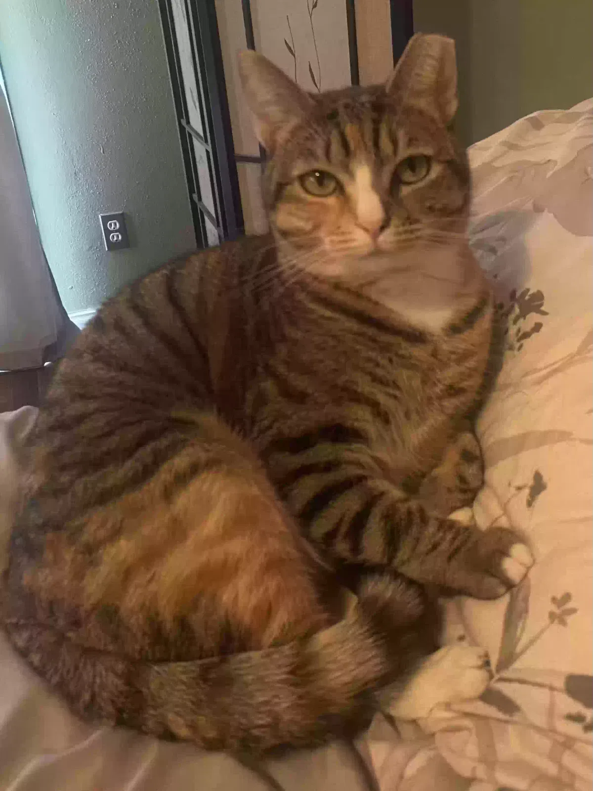 Lost cat in San Antonio, TX, 78240