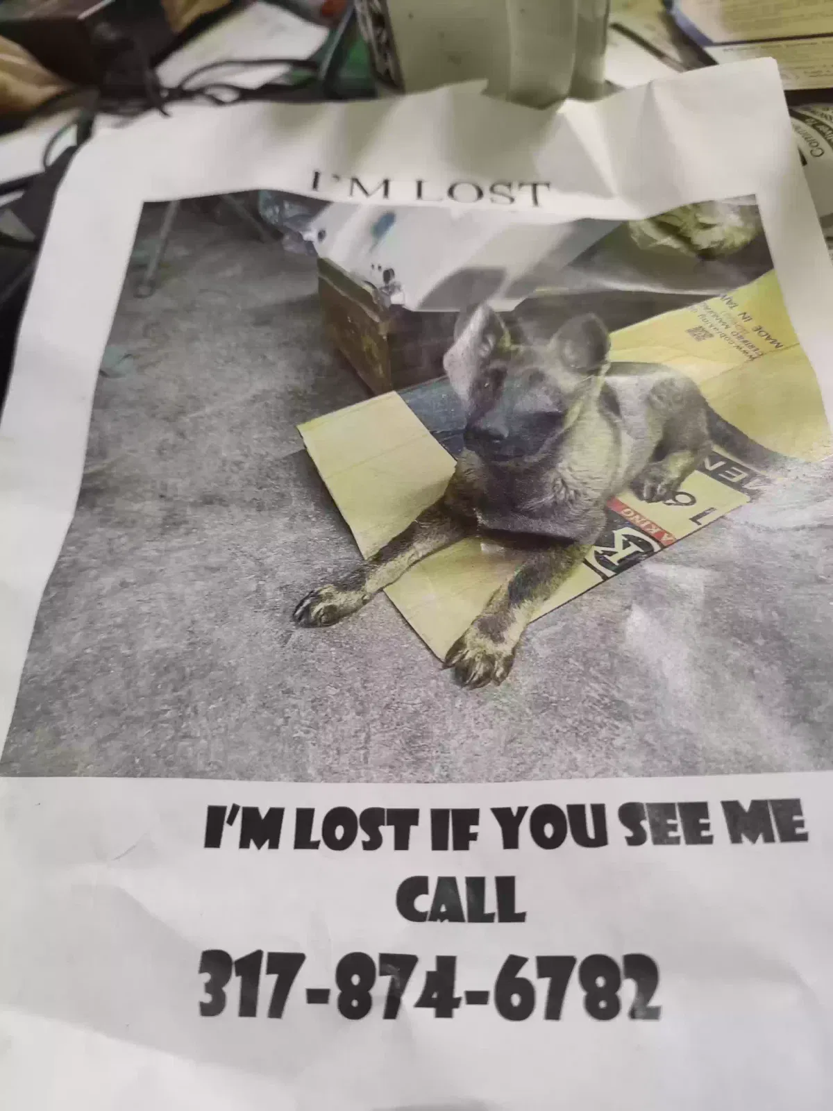 Lost dog in Indianapolis, IN, 46218