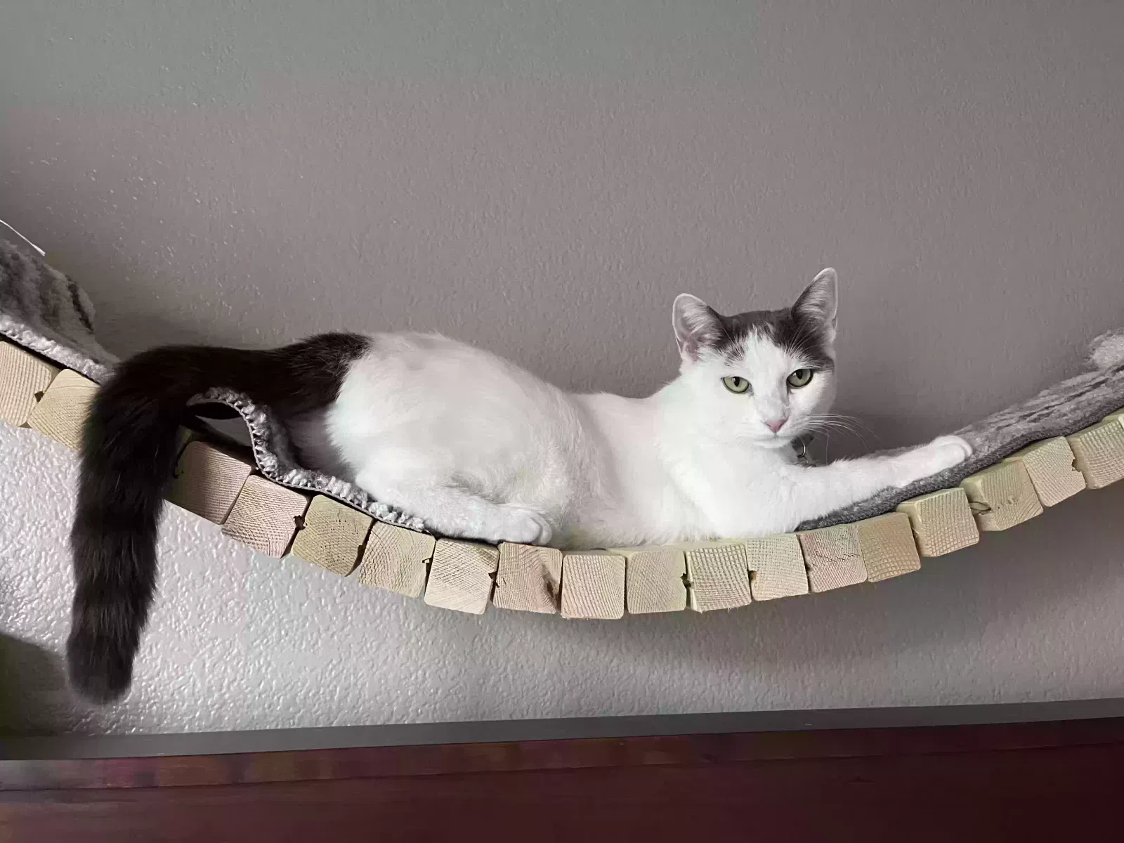 Lost cat in Rocklin, CA, 95765