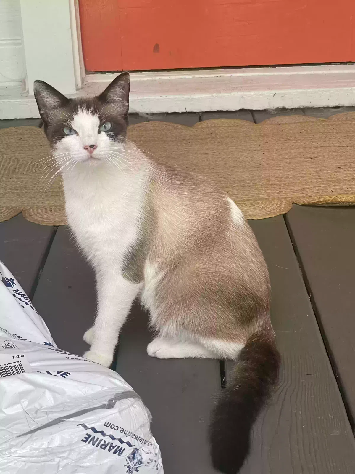 Lost cat in Nashville, TN, 37209