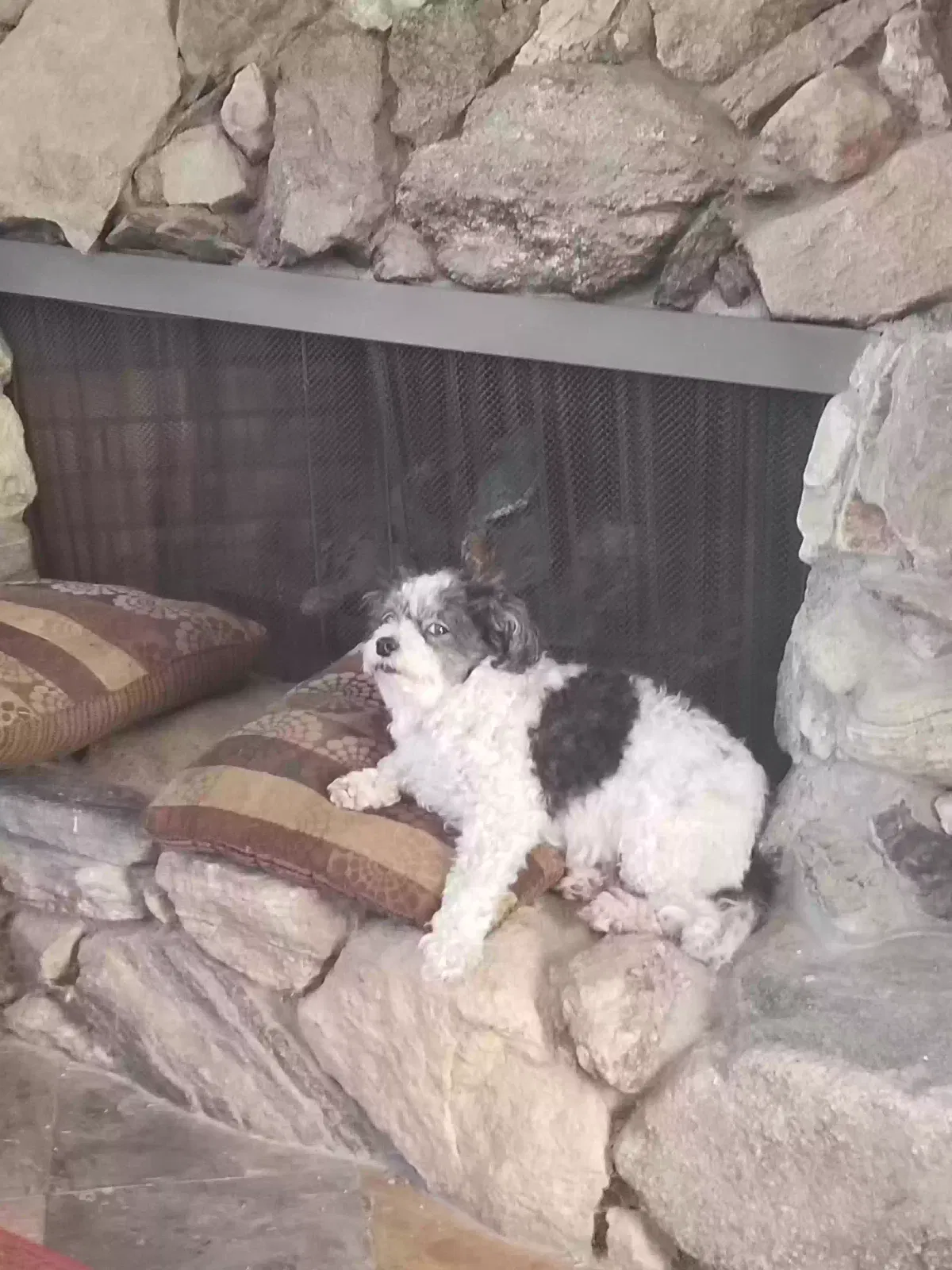 Lost dog in Palm Desert, CA, 92260