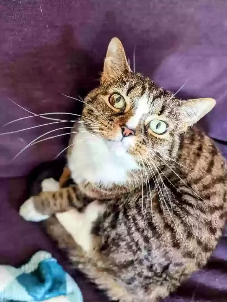Lost cat in Louisville, KY, 40206