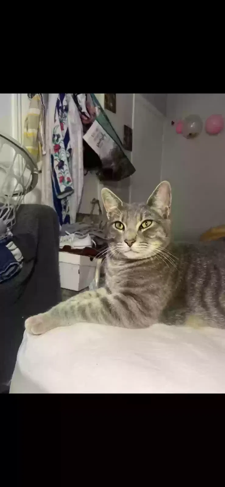 Lost cat in Riverview, FL, 33578