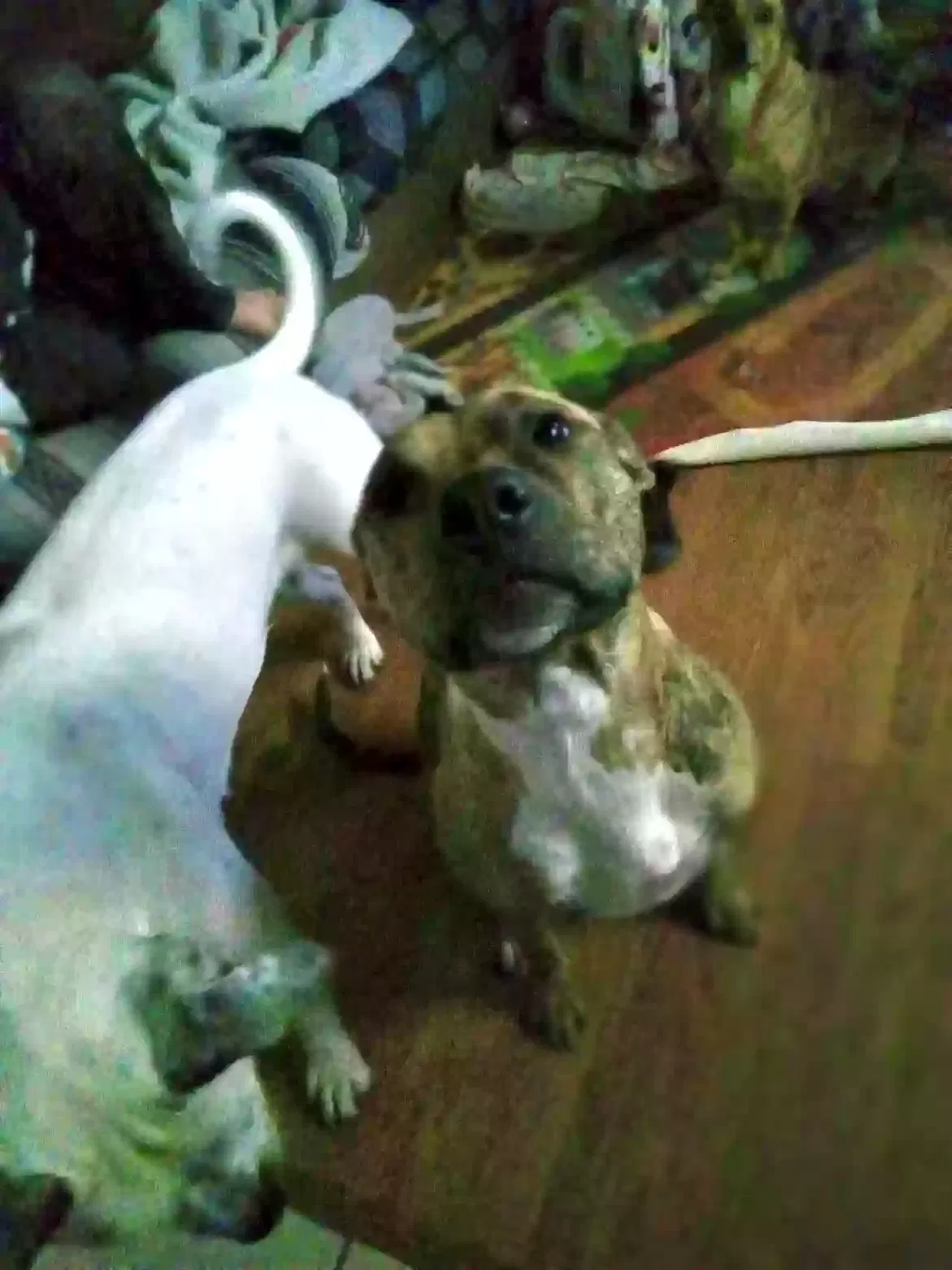 Lost dog in Bloomington, IL, 61701
