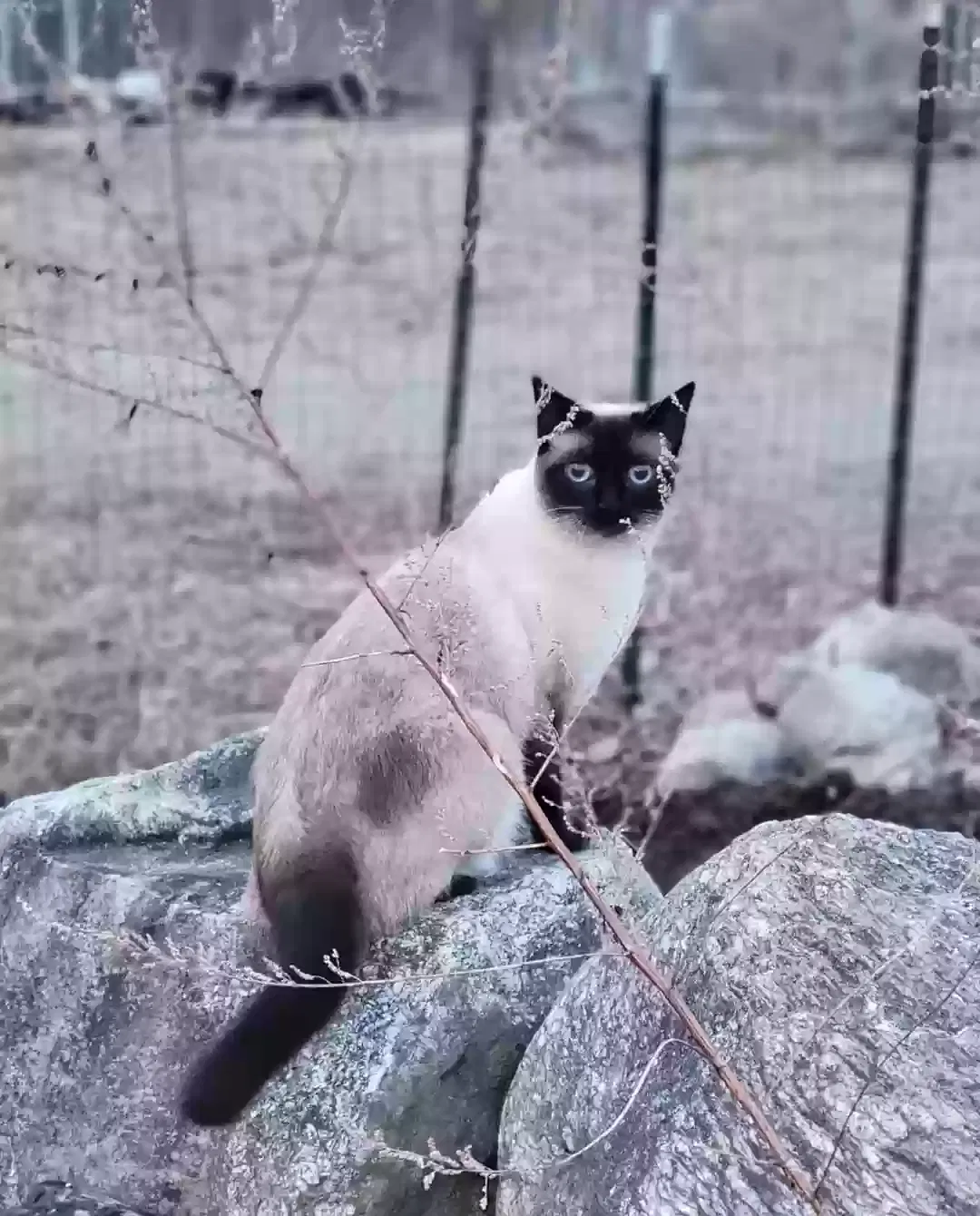 Lost cat in Harrisville, RI, 2830