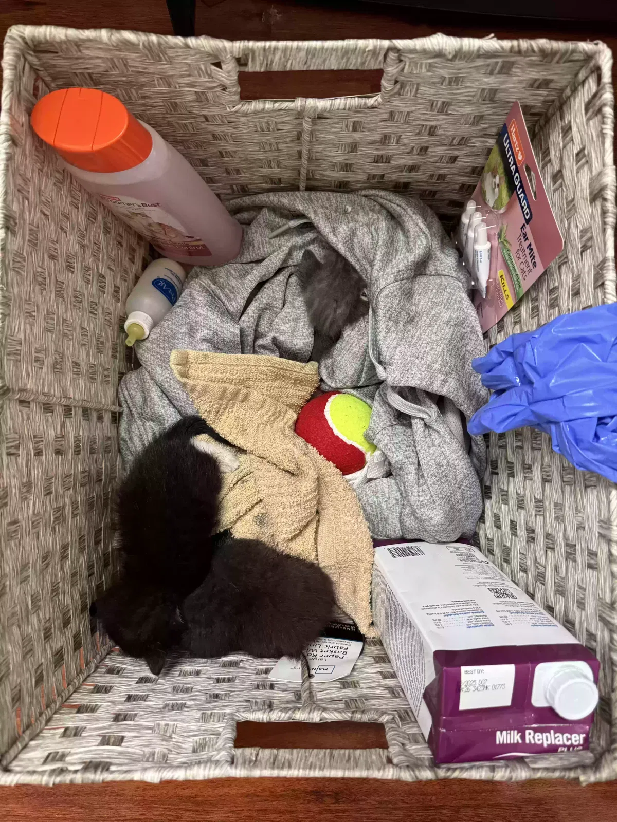 Found cat in Huntington Beach, CA, 92647