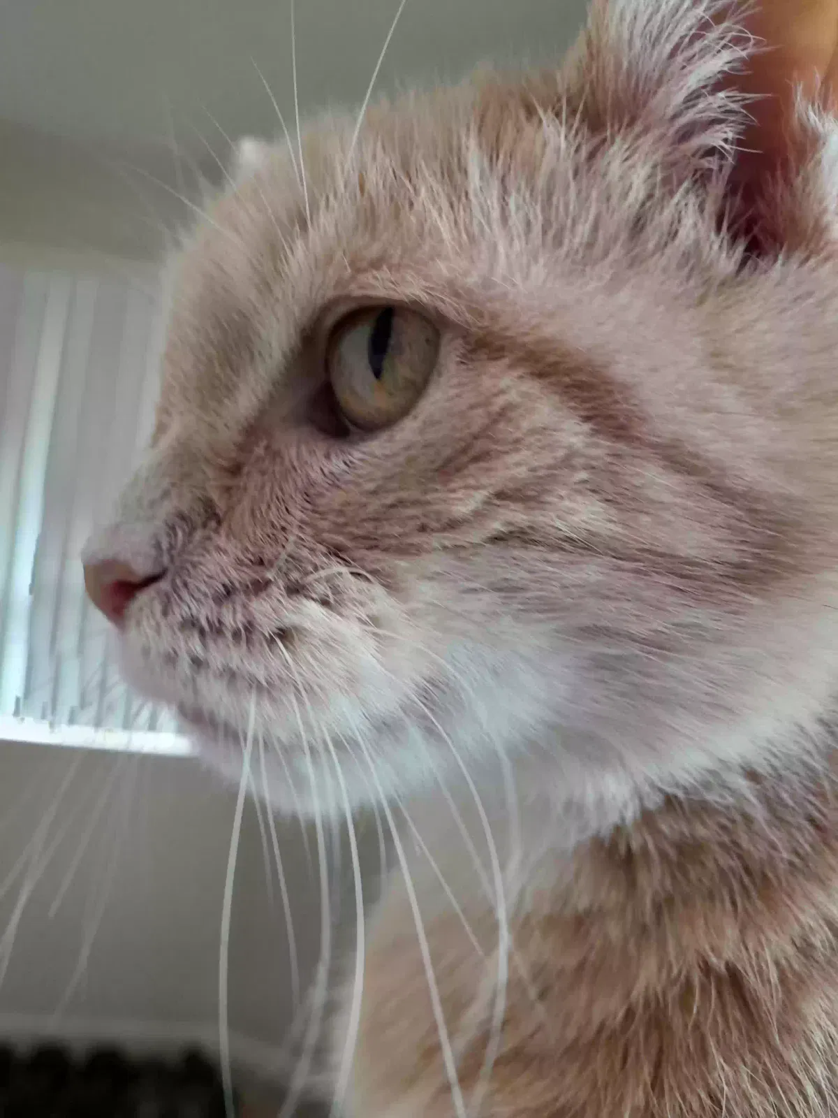 Lost cat in Everett, WA, 98203