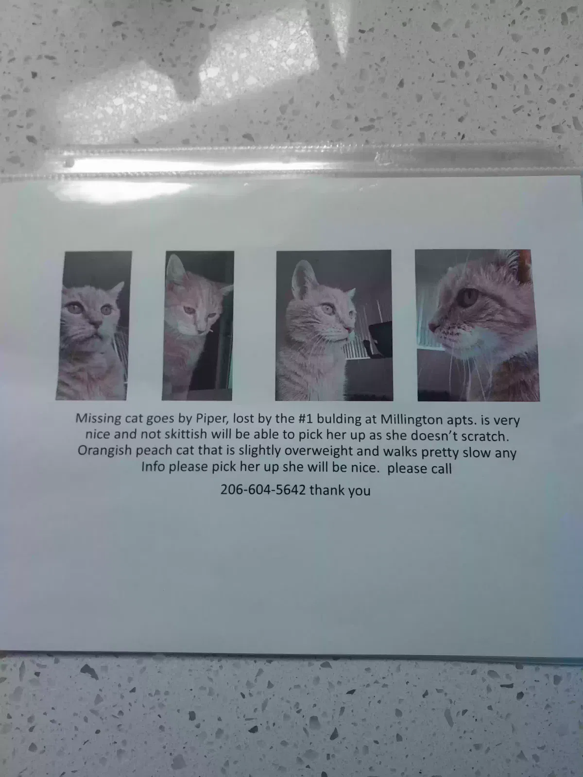 Lost cat in Everett, WA, 98203