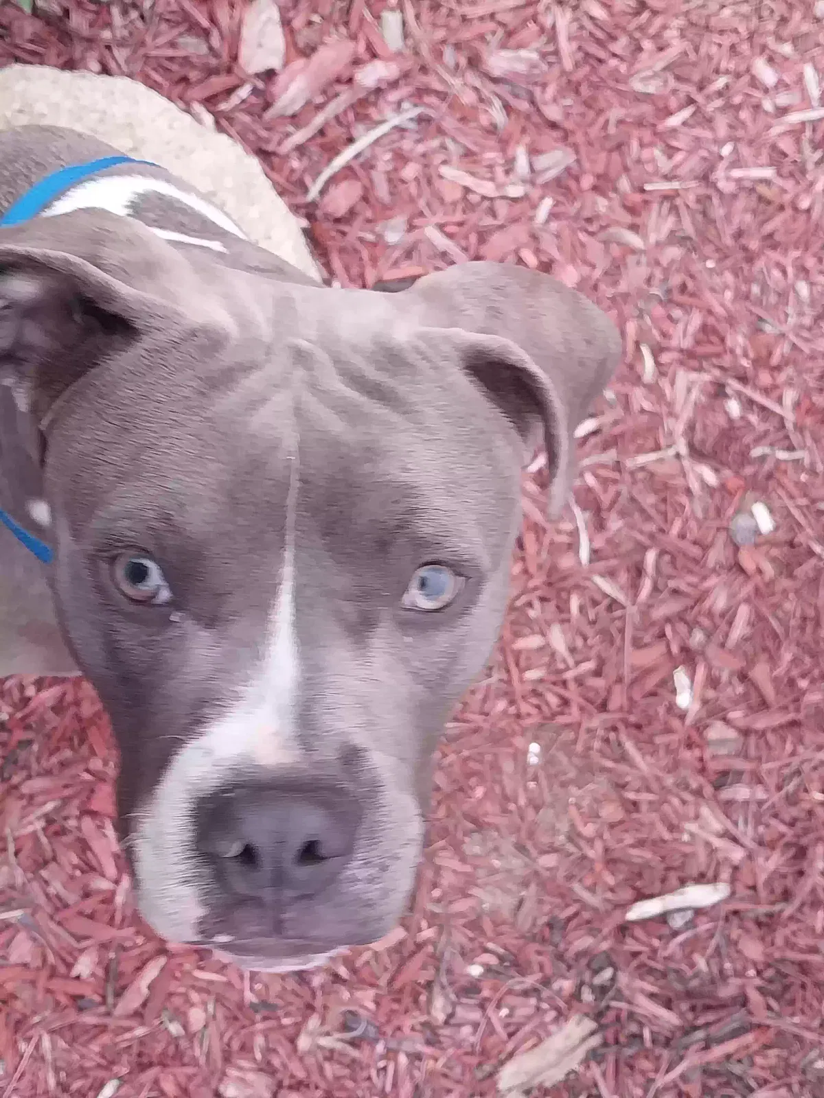 Found dog in Riverside, CA, 92501