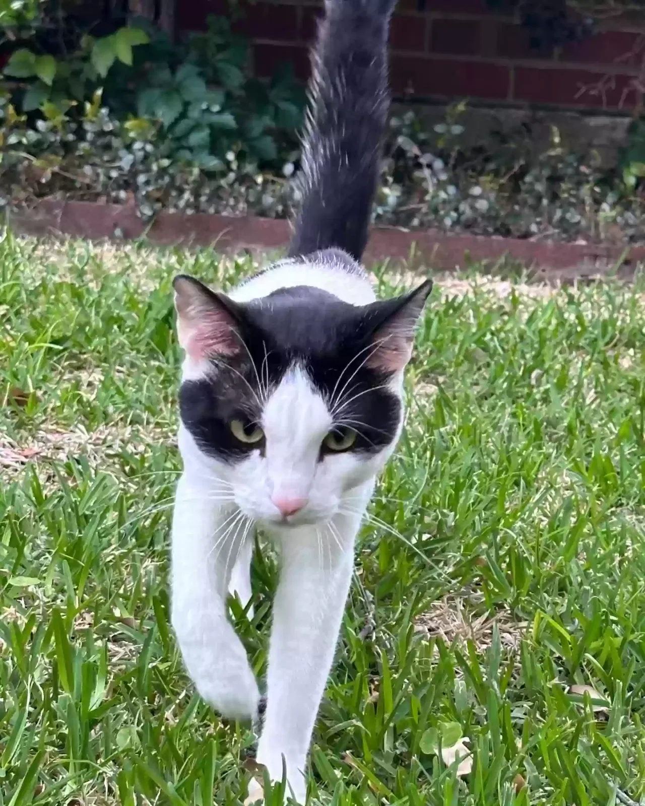 Lost cat in Lewisville, TX, 75067