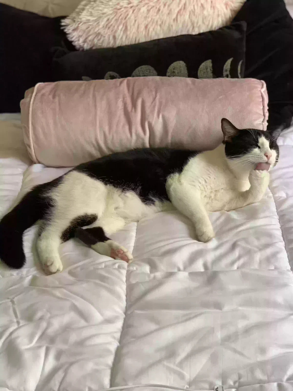 Lost cat in Venice, CA, 90291