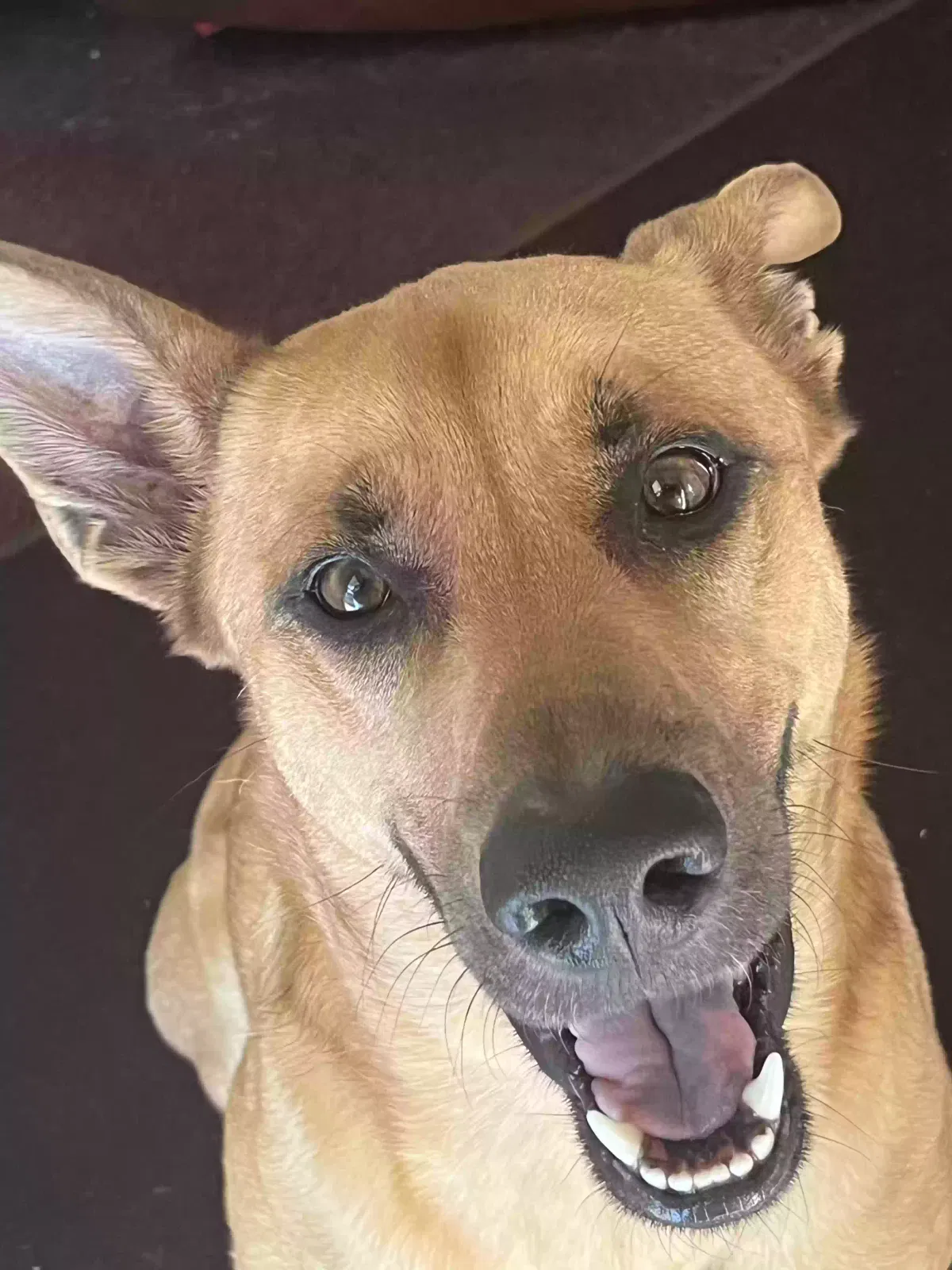 Lost dog in Detroit, MI, 48219