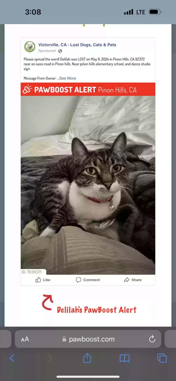 Lost cat in Pinon Hills, CA, 92372