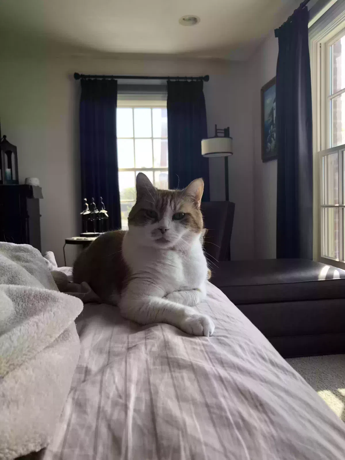 Lost cat in Valparaiso, IN, 46383