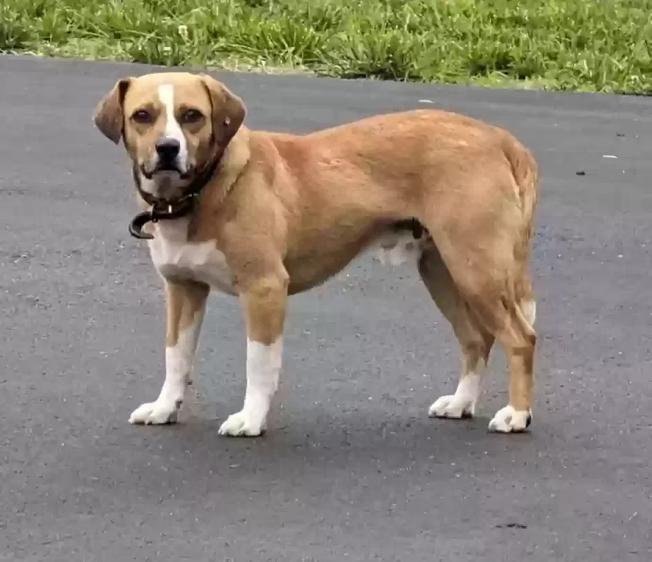 Found dog in Chapel Hill, TN, 37034