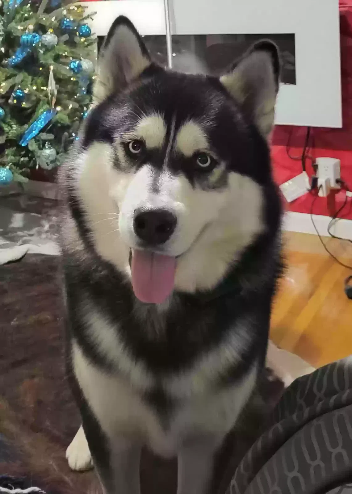 Lost dog in Nashville, TN, 37218