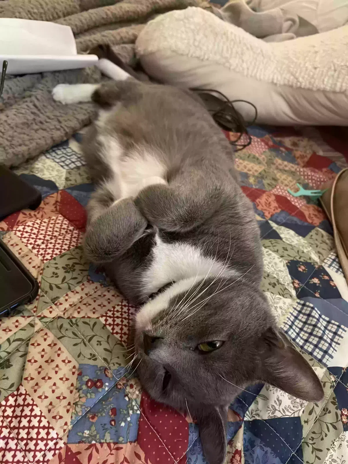 Lost cat in Kyle, TX, 78640