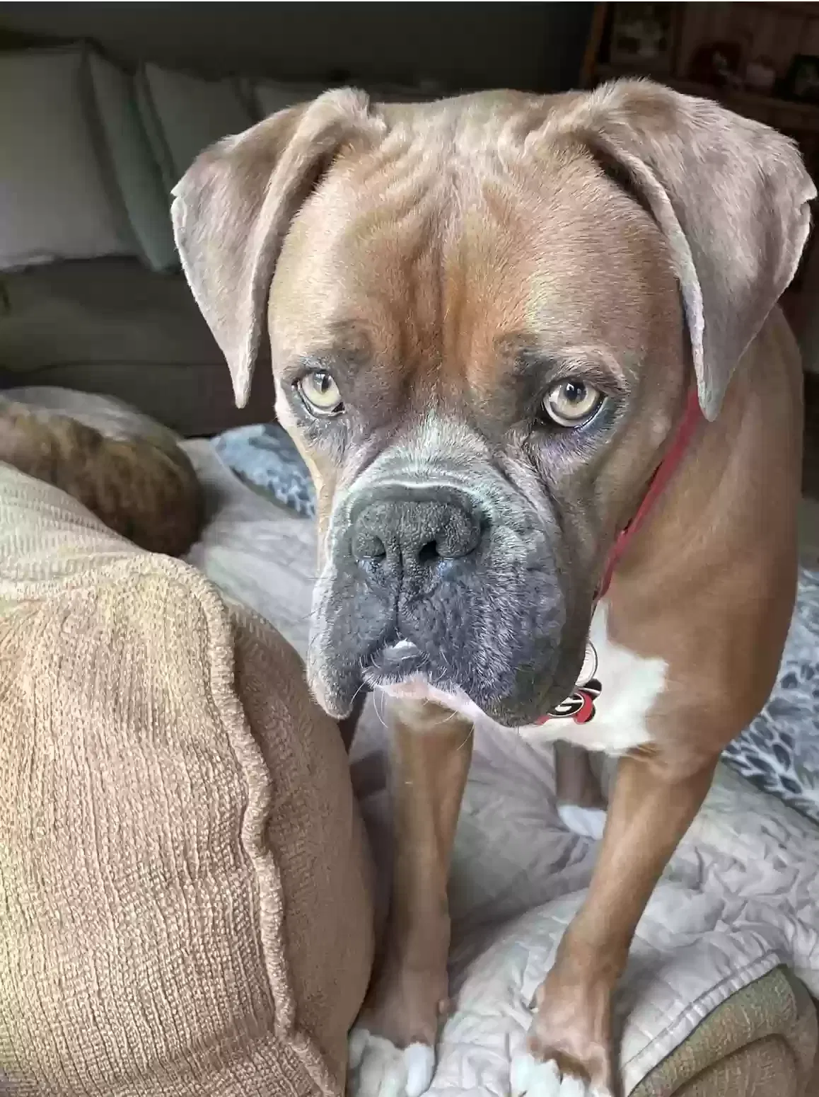 Lost dog in Rockmart, GA, 30153