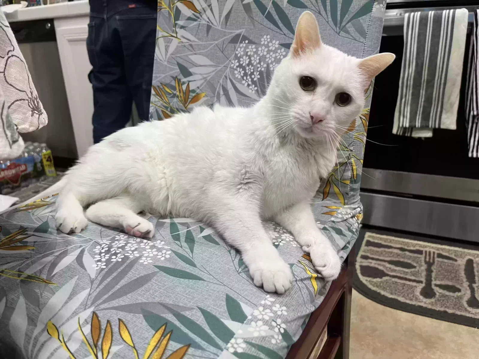 Lost cat in Poway, CA, 92064