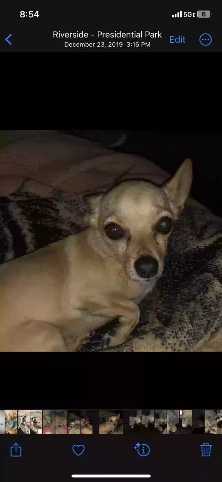 Lost dog in Riverside, CA, 92503