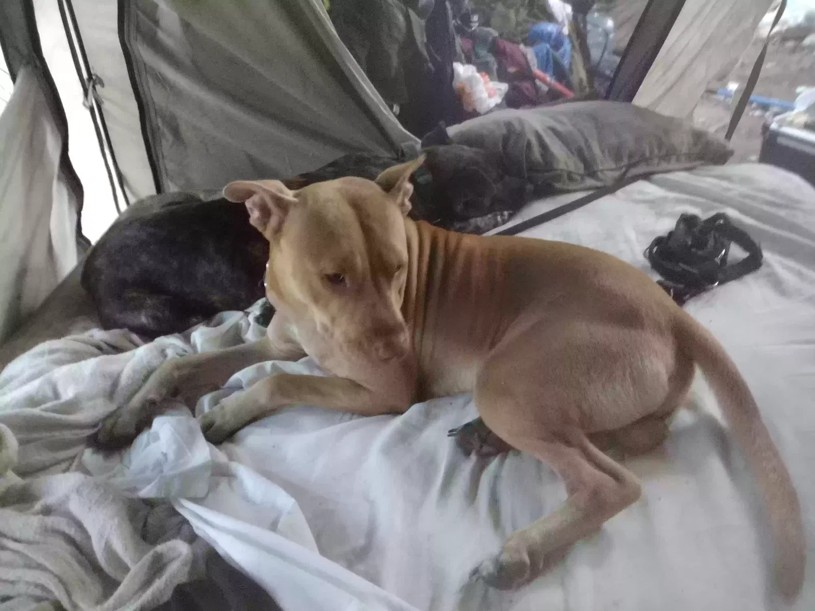 Lost dog in Pensacola, FL, 32505