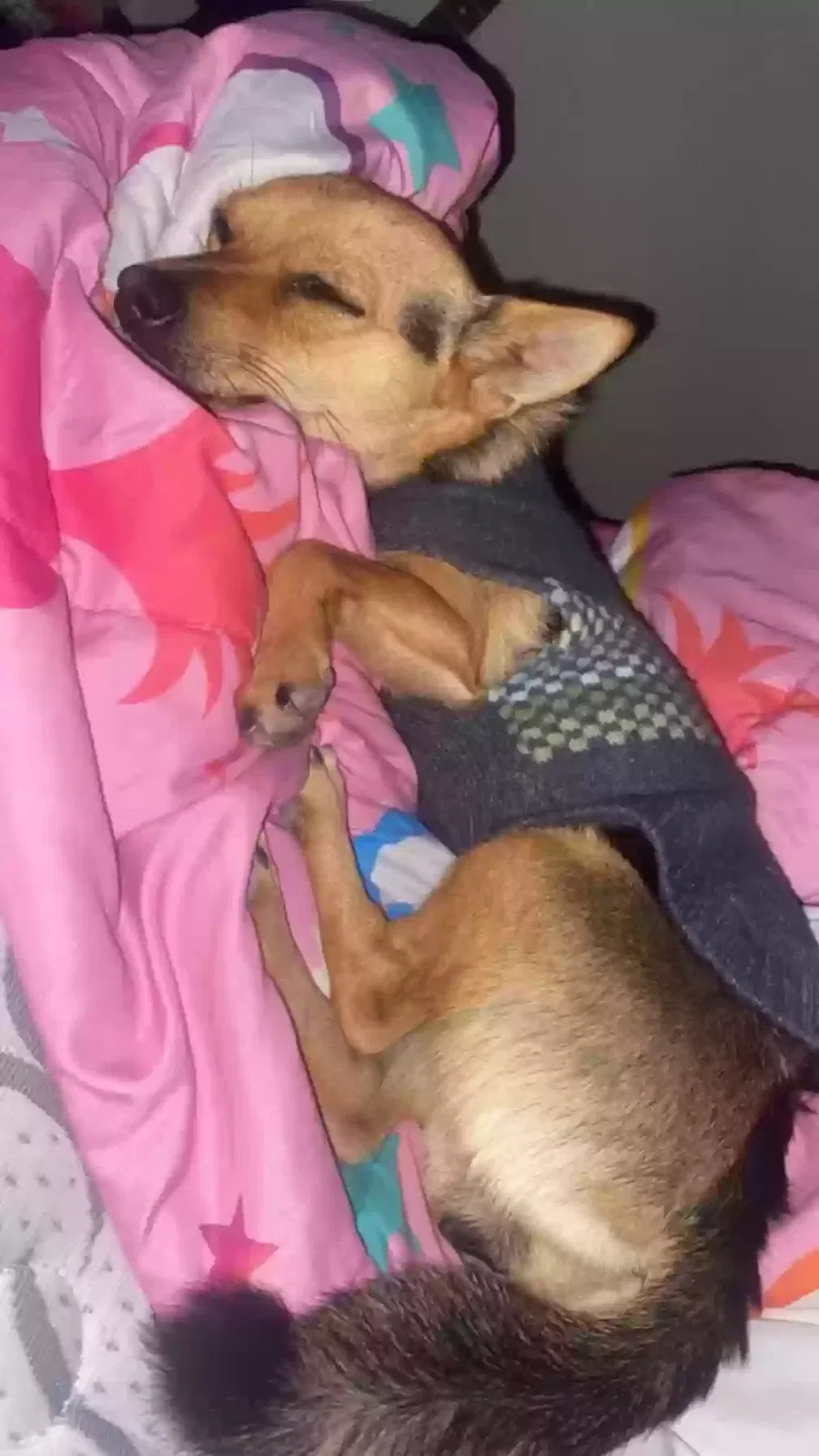 Lost dog in Tucson, AZ, 85742