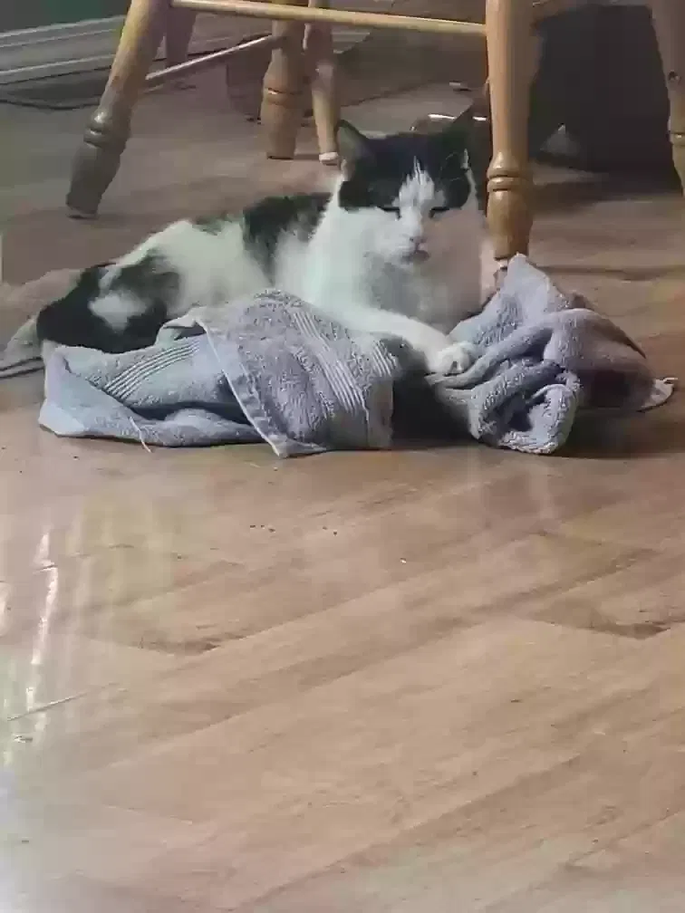 Lost cat in Springfield, MO, 65807