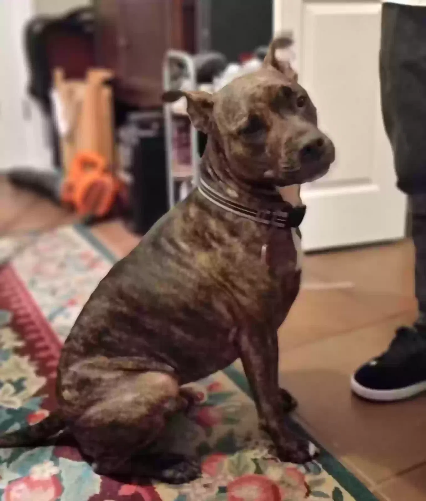 Lost dog in Jacksonville, FL, 32277