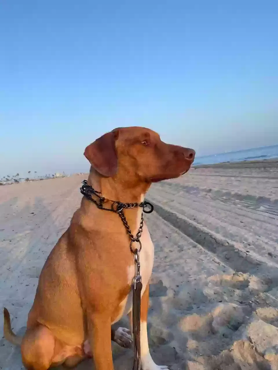 Lost dog in Winchester, CA, 92596