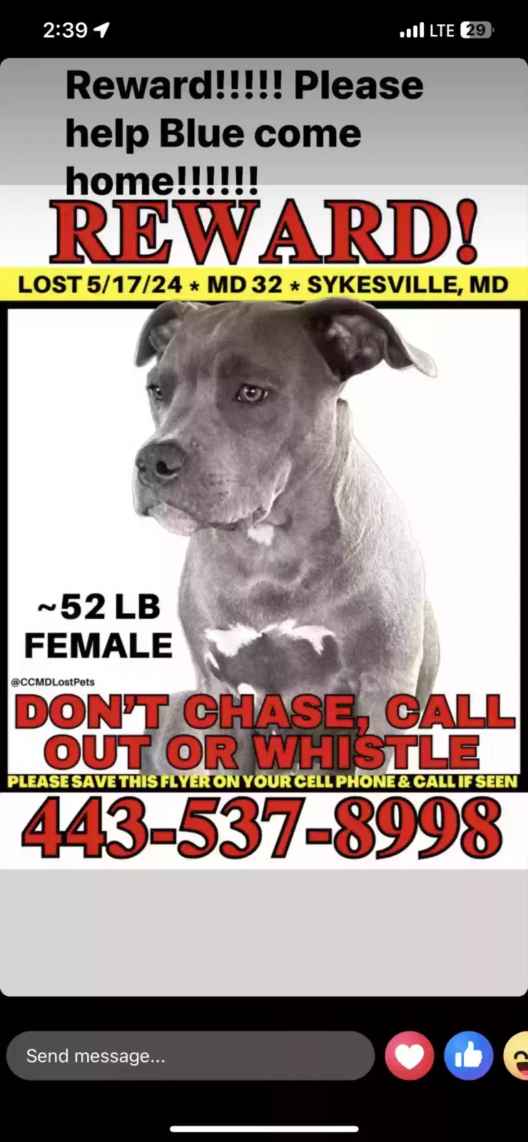 Lost dog in Sykesville, MD, 21784
