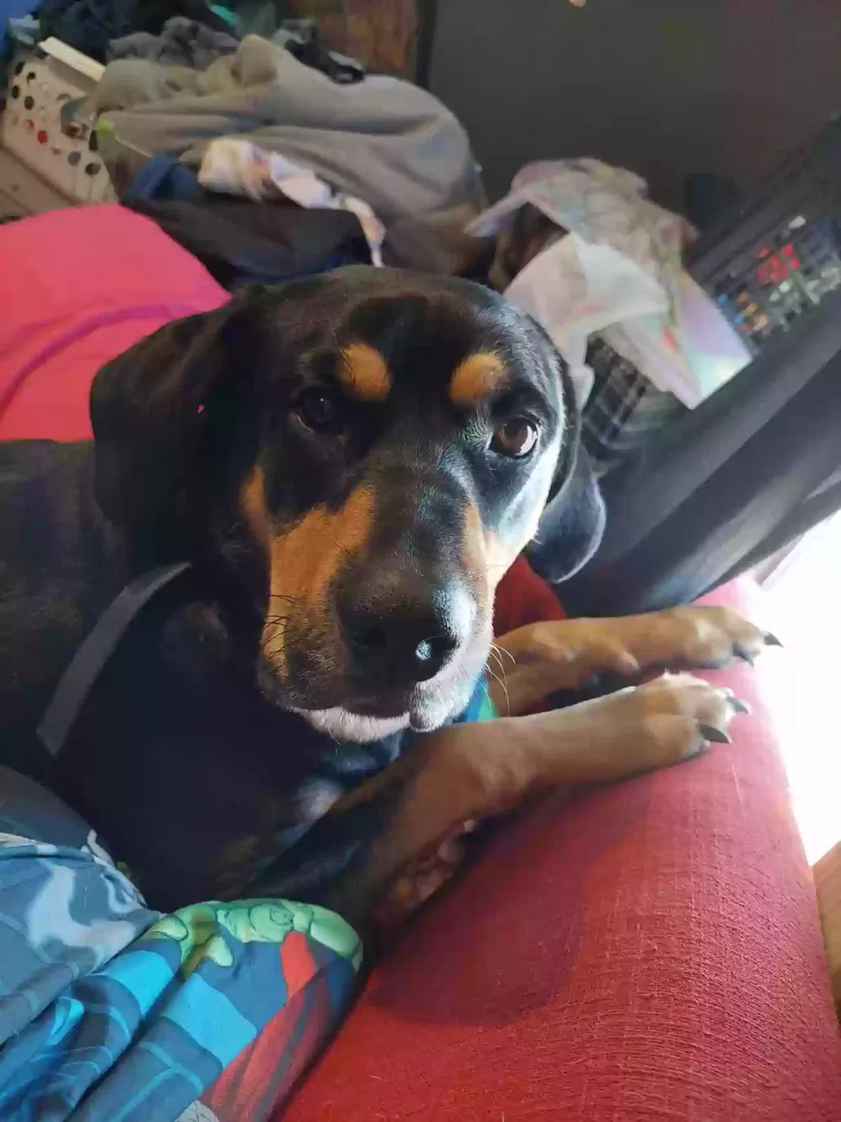 Lost dog in Salina, KS, 67401