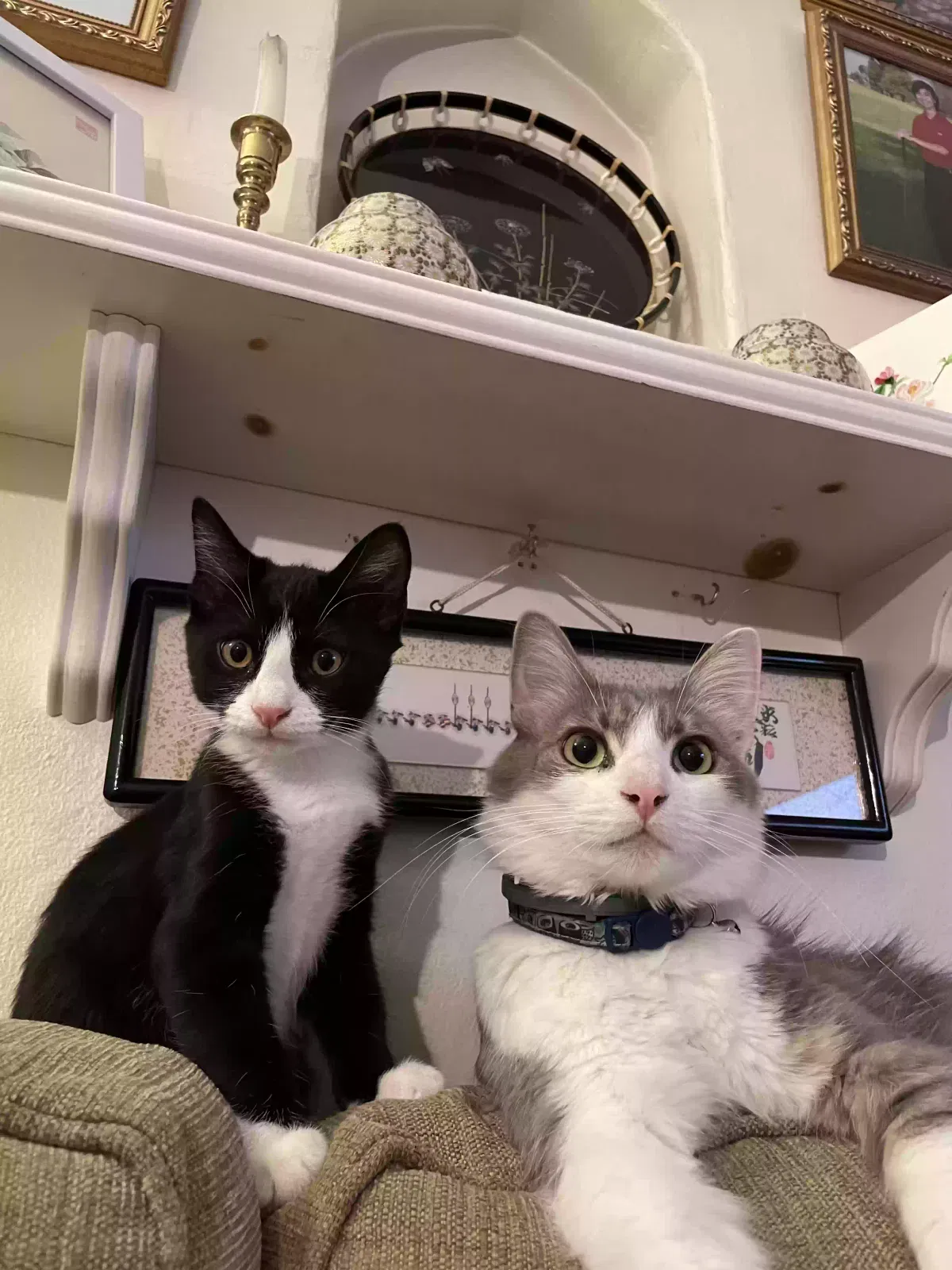 Lost cat in Whittier, CA, 90601