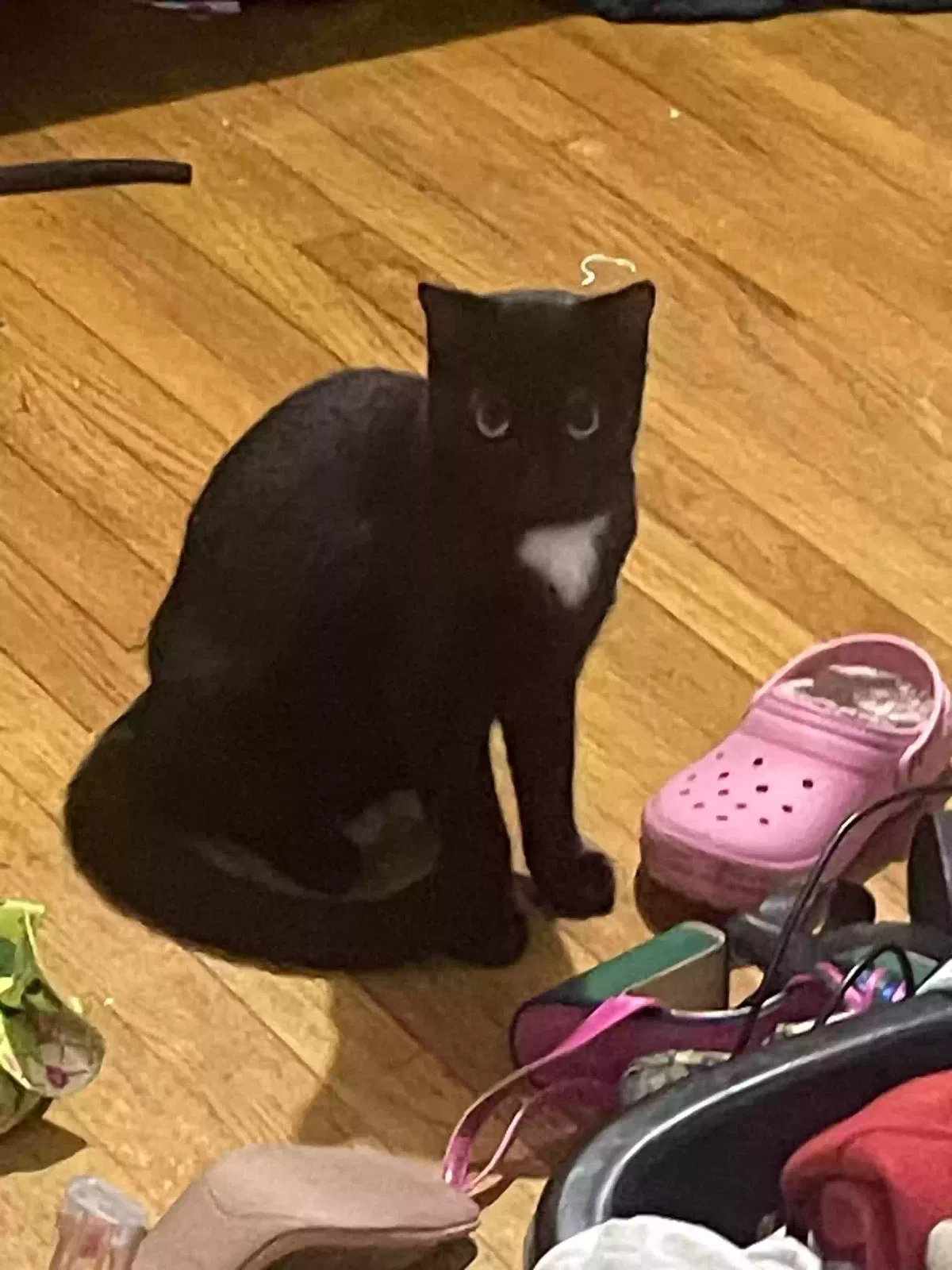 Lost cat in Roosevelt, NY, 11575