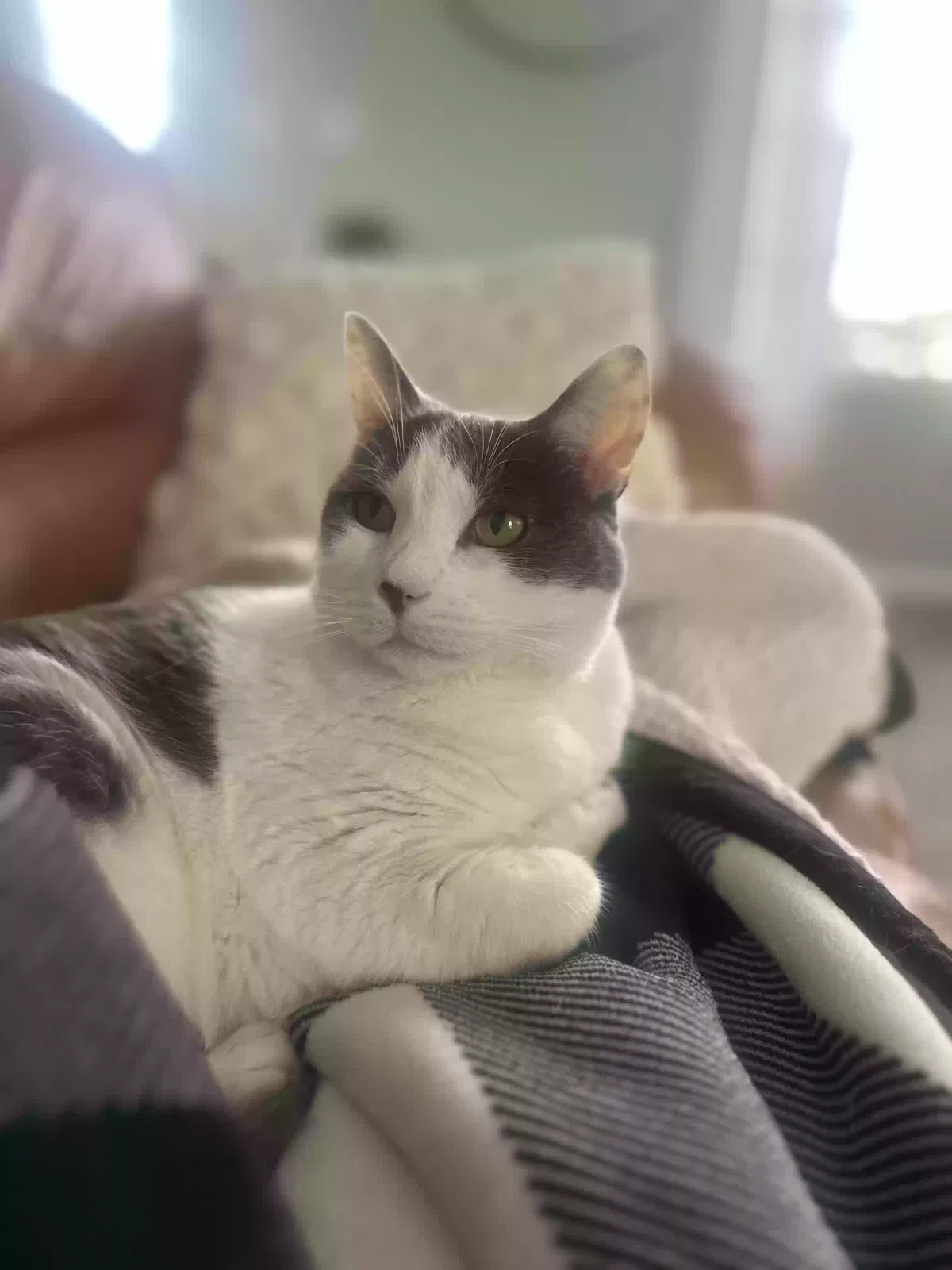 Lost cat in Fountain, CO, 80817