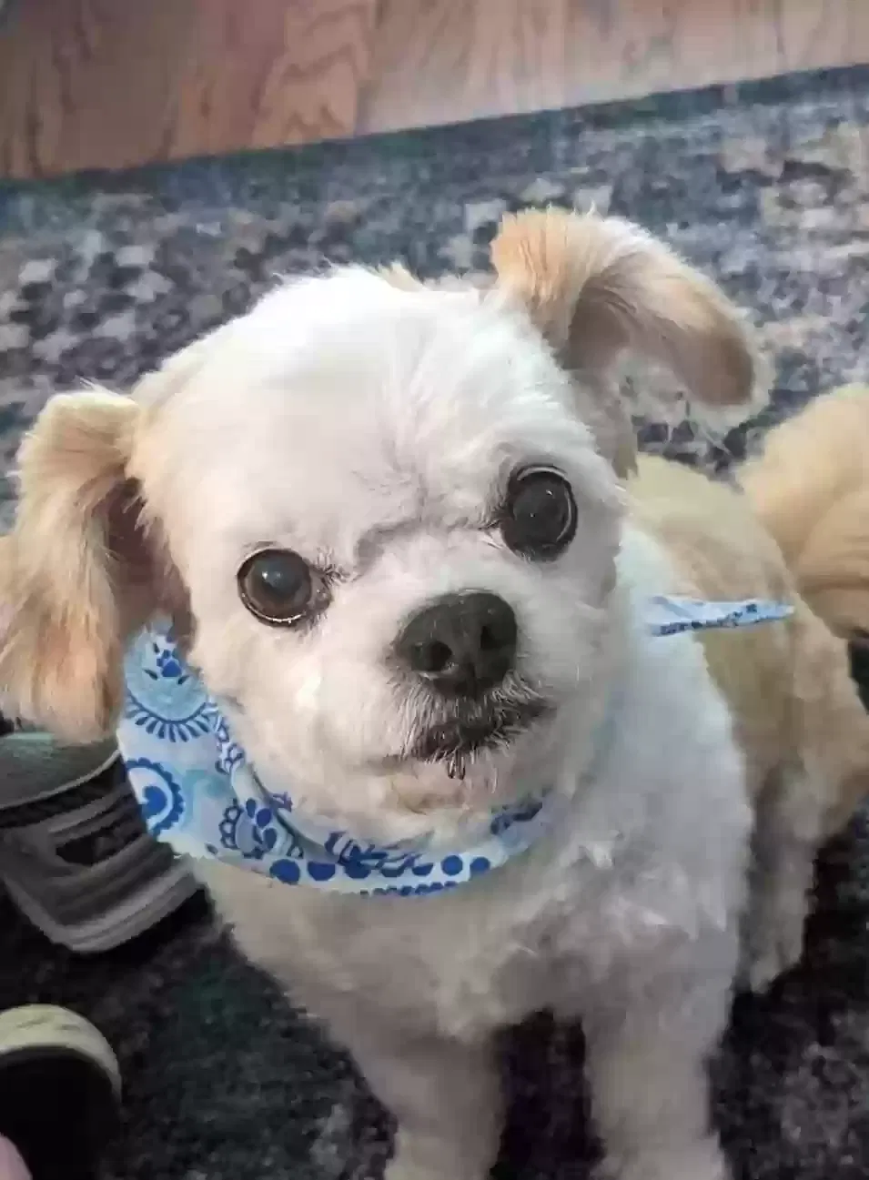 Lost dog in Indian Trail, NC, 28079