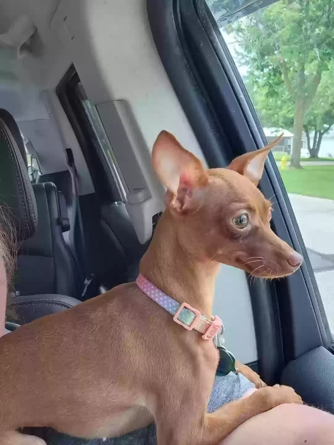 Lost dog in Portland, IN, 47371