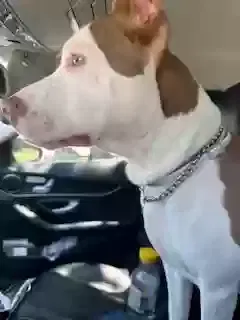 Found dog in San Antonio, TX, 78232