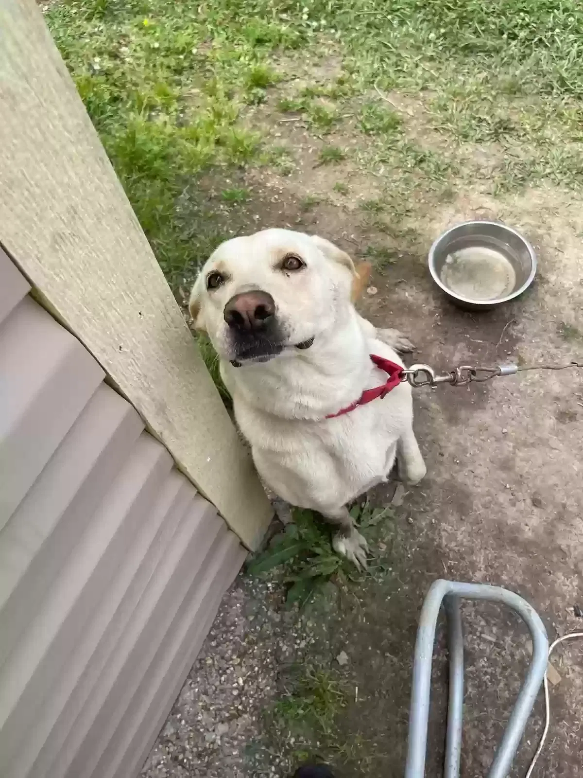 Lost dog in Scott, LA, 70583