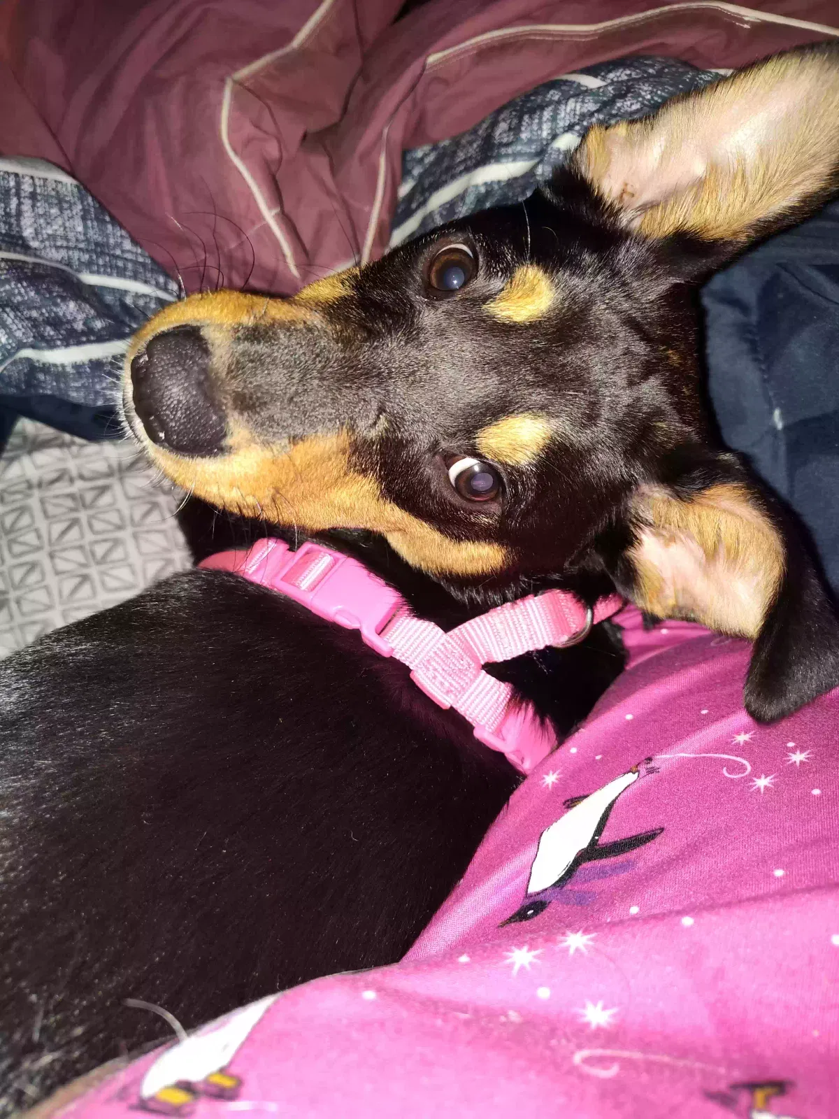 Lost dog in Portsmouth, RI, 2871