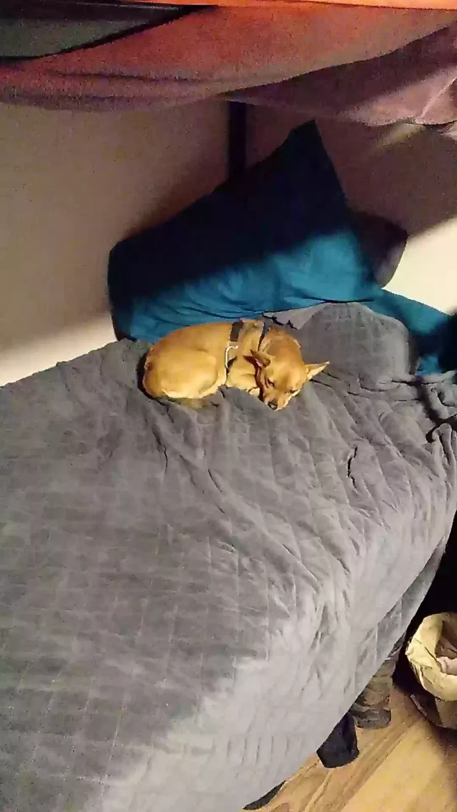 Lost dog in Vancouver, WA, 98661