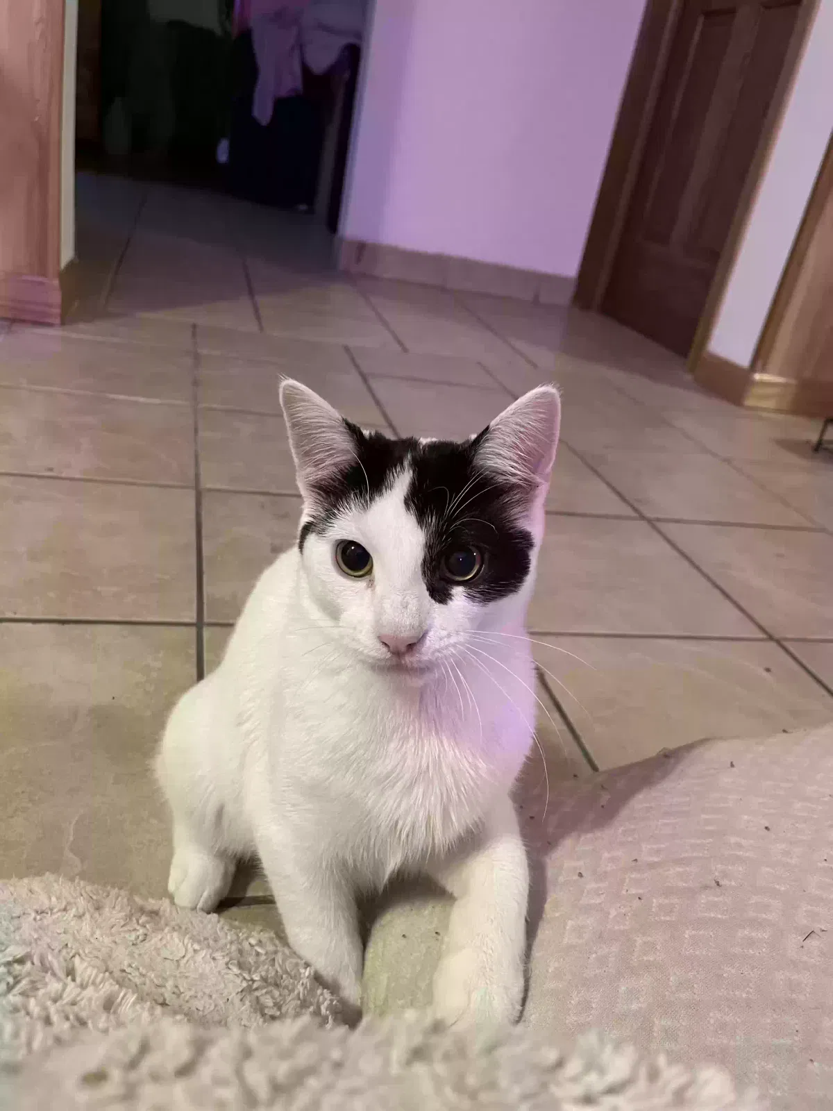 Lost cat in Oak Lawn, IL, 60453