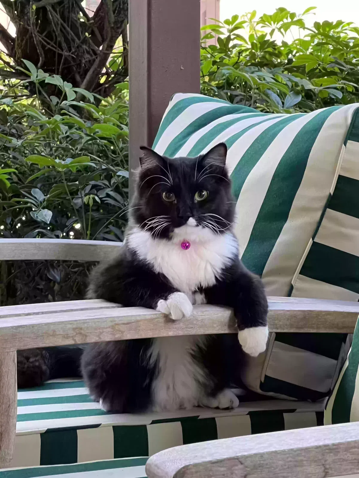 Lost cat in Wellington, FL, 33414