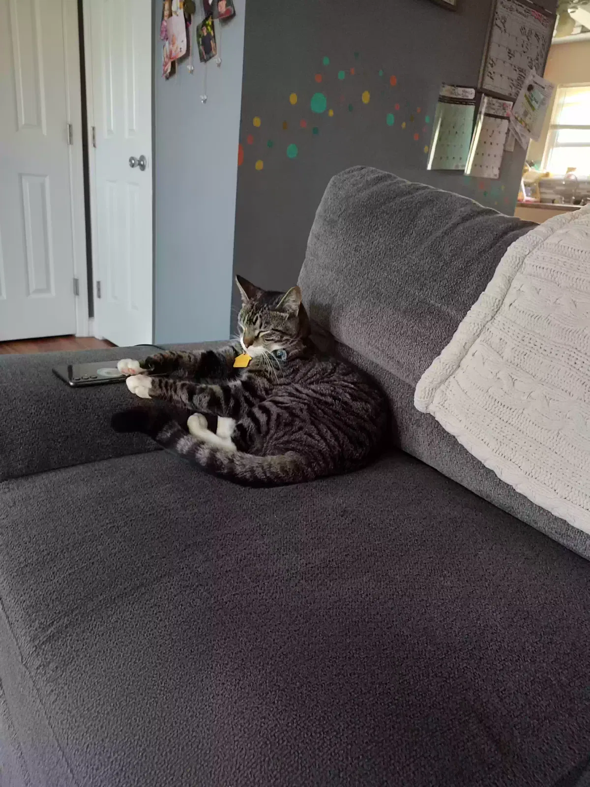 Lost cat in Virginia Beach, VA, 23452