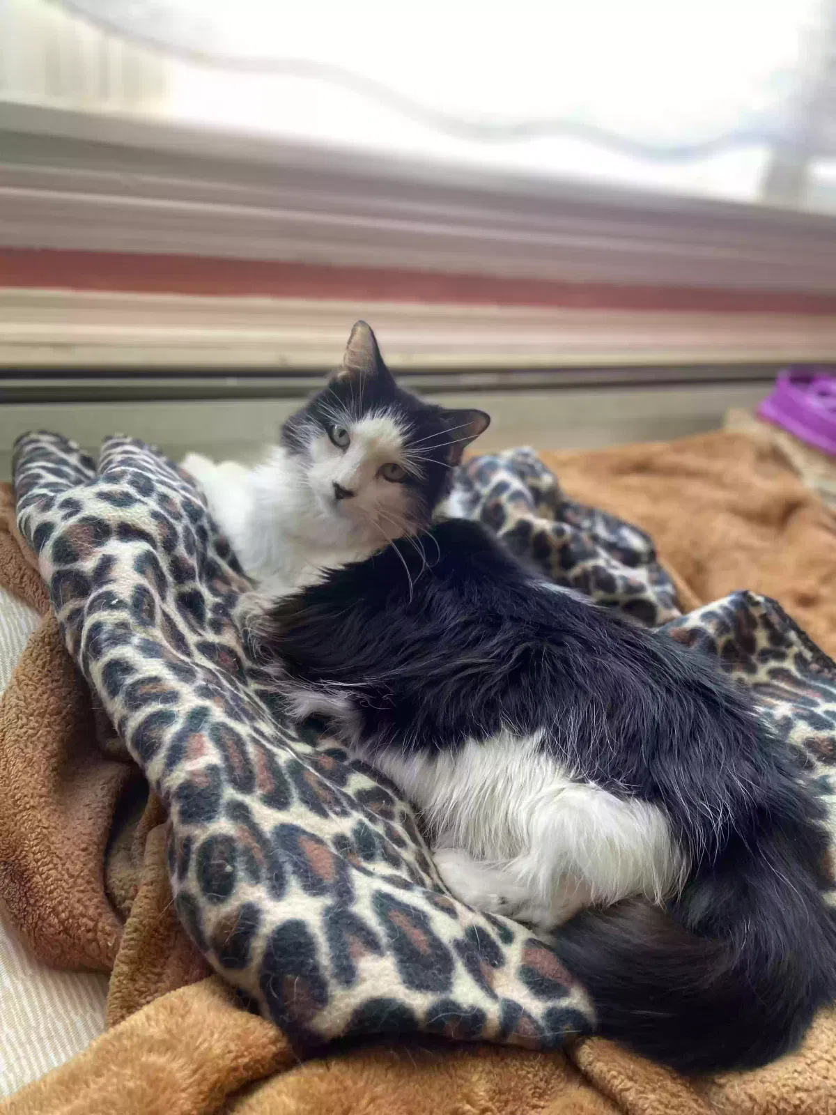 Lost cat in Minneapolis, MN, 55406
