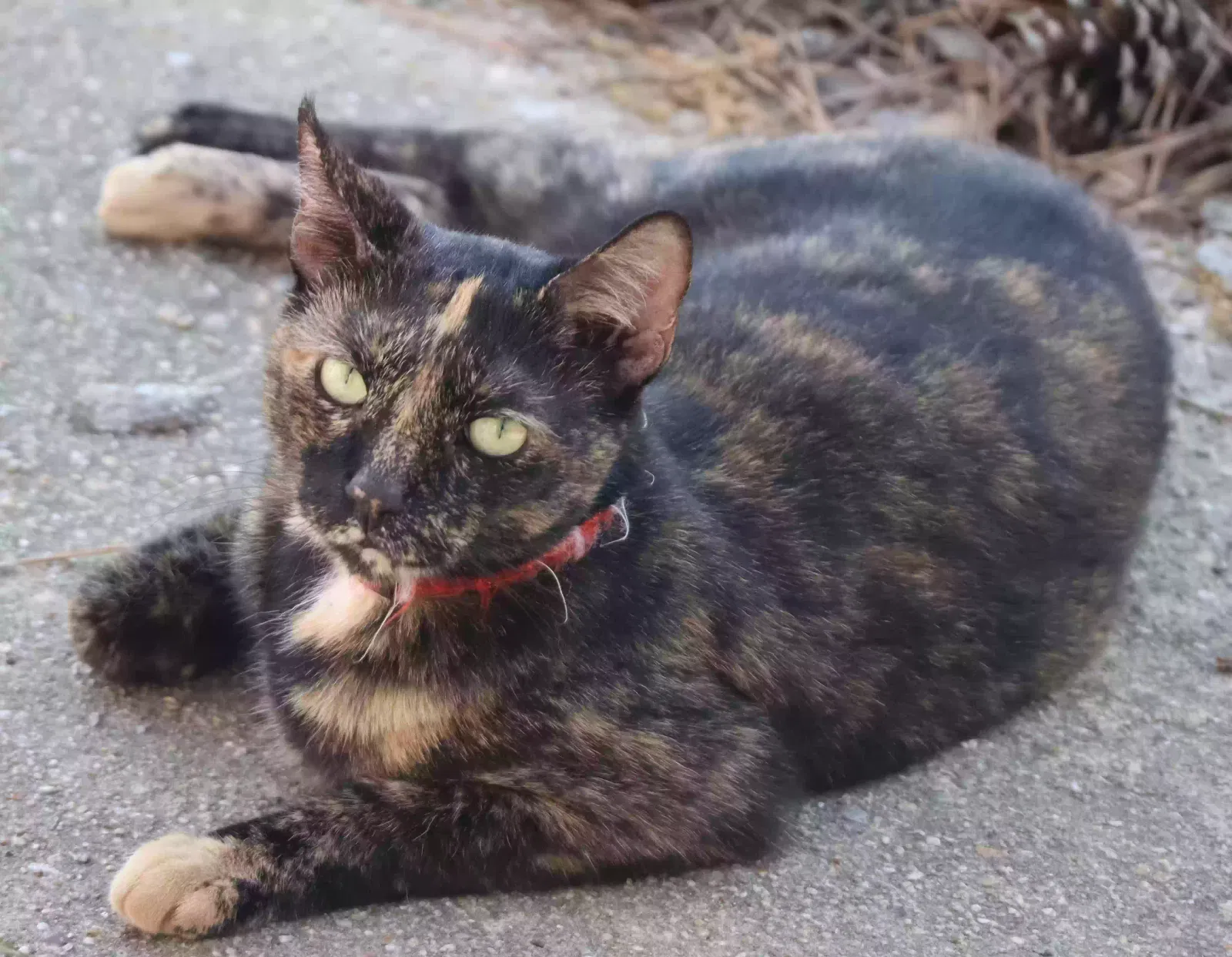 Lost cat in Kingwood, TX, 77339